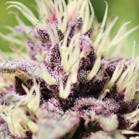 Sweet Annie 1:1 Marijuana Strain by Humboldt Seed Organisation For Sale Online at Cannabis Seeds Outlet