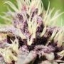 Sweet Annie 1:1 Marijuana Strain by Humboldt Seed Organisation For Sale Online at Cannabis Seeds Outlet