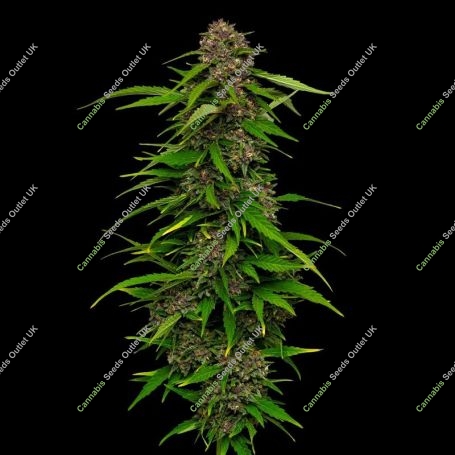Squirt Feminized Marijuana Strain by Humboldt Seed Company For Sale Online at Cannabis Seeds Outlet