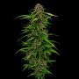 Squirt Feminized Marijuana Strain by Humboldt Seed Company For Sale Online at Cannabis Seeds Outlet