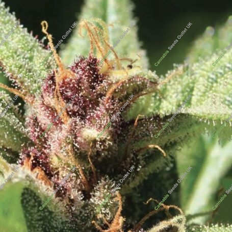 Royal Highness Marijuana Strain by Humboldt Seed Organisation For Sale Online at Cannabis Seeds Outlet