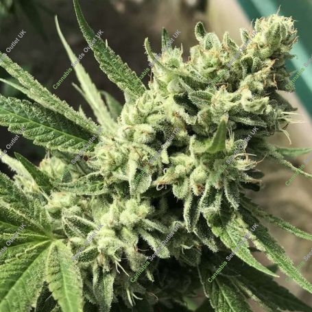Morning Gorilla Glue Feminized Marijuana Strain by Emerald Triangle For Sale Online at Cannabis Seeds Outlet