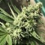 Morning Gorilla Glue Feminized Marijuana Strain by Emerald Triangle For Sale Online at Cannabis Seeds Outlet