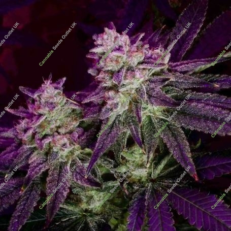 Raspberry Parfait Feminized Marijuana Strain by Humboldt Seed Company For Sale Online at Cannabis Seeds Outlet