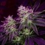 Raspberry Parfait Feminized Marijuana Strain by Humboldt Seed Company For Sale Online at Cannabis Seeds Outlet