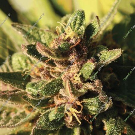 Pineapple Muffin Feminized Marijuana Strain by Humboldt Seed Company For Sale Online at Cannabis Seeds Outlet