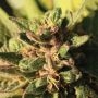 Pineapple Muffin Feminized Marijuana Strain by Humboldt Seed Company For Sale Online at Cannabis Seeds Outlet