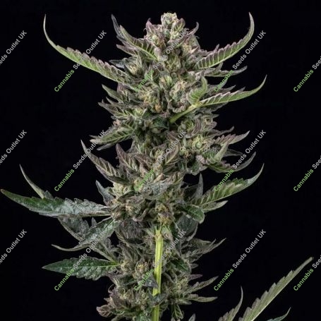 Notorious THC Feminized Marijuana Strain by Humboldt Seed Company For Sale Online at Cannabis Seeds Outlet