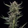 Notorious THC Feminized Marijuana Strain by Humboldt Seed Company For Sale Online at Cannabis Seeds Outlet