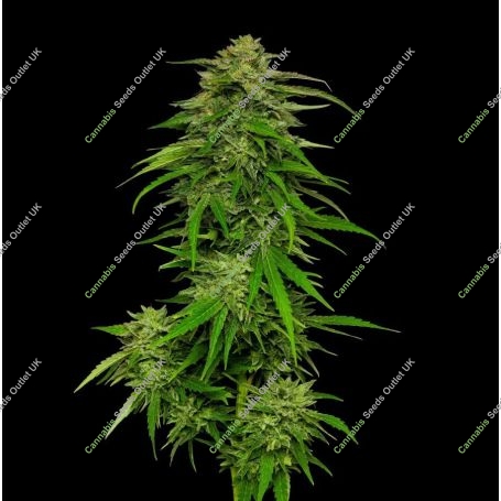Mango Sherbert Feminized Marijuana Strain by Humboldt Seed Company For Sale Online at Cannabis Seeds Outlet