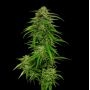 Mango Sherbert Feminized Marijuana Strain by Humboldt Seed Company For Sale Online at Cannabis Seeds Outlet