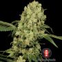 AK47 Feminized by Serious Seeds