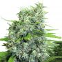 Kalibabba Feminized by Serious Seeds
