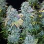 Happiness Feminized by Serious Seeds