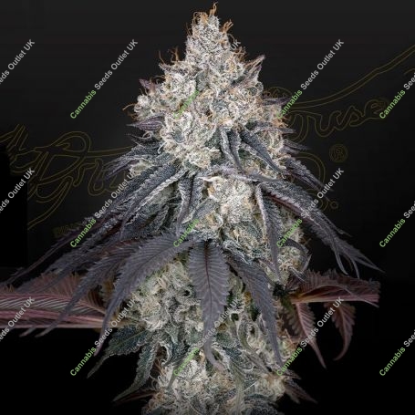 Lemon Orange Feminized Marijuana Strain by Greenhouse Seeds For Sale Online at Cannabis Seeds Outlet