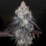 Lemon Orange Feminized Marijuana Strain by Greenhouse Seeds For Sale Online at Cannabis Seeds Outlet