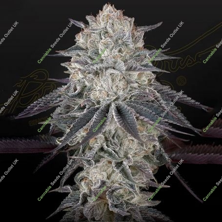 FullGas Feminized Marijuana Strain by Greenhouse Seeds For Sale Online at Cannabis Seeds Outlet