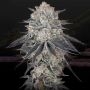 FullGas Feminized Marijuana Strain by Greenhouse Seeds For Sale Online at Cannabis Seeds Outlet