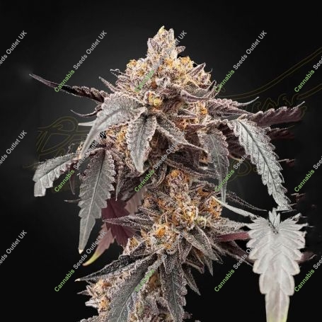 Guava x Gelato 41 Auto Marijuana Strain by Greenhouse Seeds For Sale Online at Cannabis Seeds Outlet