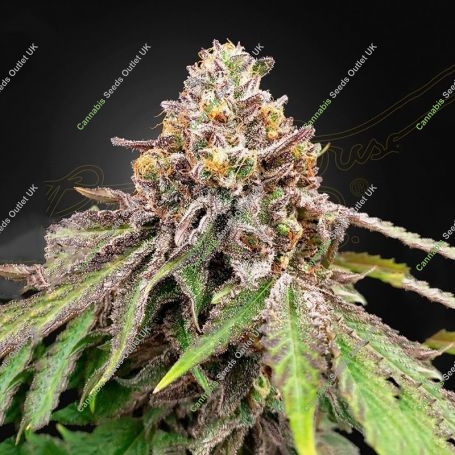 Blue Haze x Gelato 41 Auto Marijuana Strain by Greenhouse Seeds For Sale Online at Cannabis Seeds Outlet