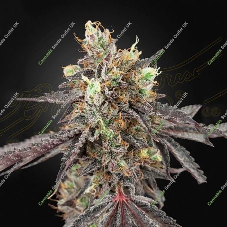 Gelato 41 Auto Feminized Marijuana Strain by Greenhouse Seeds For Sale Online at Cannabis Seeds Outlet