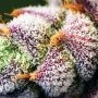 Kings Juice Auto Feminized by Heavyweight Seeds THC Content Potency Strength CBD Height Yield Flowering Time Indica Sativa Genet