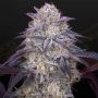 Kings Juice Auto Feminized Marijuana Strain by Heavyweight Seeds For Sale Online at Cannabis Seeds Outlet