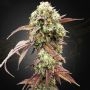 West Coast OG x Gelato 41 Auto Marijuana Strain by Greenhouse Seeds For Sale Online at Cannabis Seeds Outlet