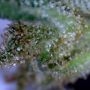 Blueberry Crystal Gelato Feminized by Big Head Seeds THC Content Potency Strength CBD Height Yield Flowering Time Indica Sativa 