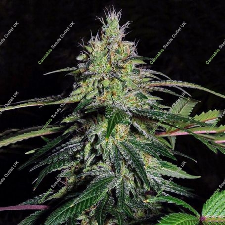 Blueberry Crystal Gelato Feminized Marijuana Strain by Big Head Seeds For Sale Online at Cannabis Seeds Outlet