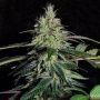 Blueberry Crystal Gelato Feminized Marijuana Strain by Big Head Seeds For Sale Online at Cannabis Seeds Outlet