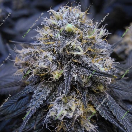 White Fire OG Kush Feminized Marijuana Strain by Big Head Seeds For Sale Online at Cannabis Seeds Outlet