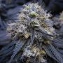 White Fire OG Kush Feminized Marijuana Strain by Big Head Seeds For Sale Online at Cannabis Seeds Outlet