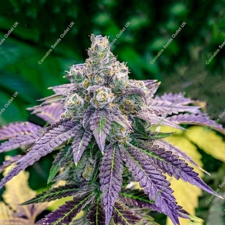 Trippy Pebbles Feminized Marijuana Strain by Big Head Seeds For Sale Online at Cannabis Seeds Outlet
