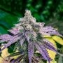 Trippy Pebbles Feminized Marijuana Strain by Big Head Seeds For Sale Online at Cannabis Seeds Outlet