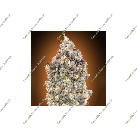 Watermelon OG Auto Feminized Marijuana Strain by Advanced Seeds For Sale Online at Cannabis Seeds Outlet