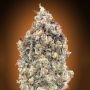 Watermelon OG Auto Feminized Marijuana Strain by Advanced Seeds For Sale Online at Cannabis Seeds Outlet