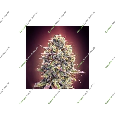 Strawberry Banana Feminized Marijuana Strain by Advanced Seeds For Sale Online at Cannabis Seeds Outlet