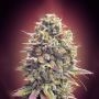 Strawberry Banana Feminized Marijuana Strain by Advanced Seeds For Sale Online at Cannabis Seeds Outlet