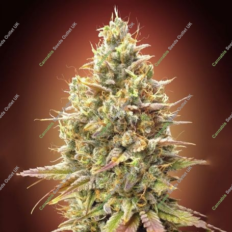 Strawberry Banana Auto Feminized Marijuana Strain by Advanced Seeds For Sale Online at Cannabis Seeds Outlet
