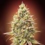 Strawberry Banana Auto Feminized Marijuana Strain by Advanced Seeds For Sale Online at Cannabis Seeds Outlet