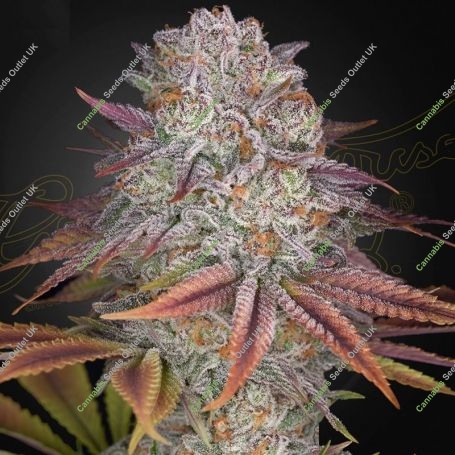 Pulps Friction Feminized Marijuana Strain by Greenhouse Seeds For Sale Online at Cannabis Seeds Outlet