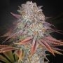Pulps Friction Feminized Marijuana Strain by Greenhouse Seeds For Sale Online at Cannabis Seeds Outlet
