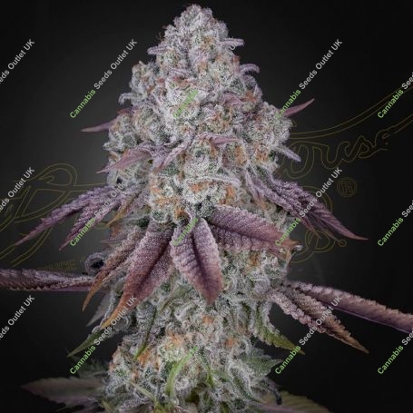Persian Pie Feminized Marijuana Strain by Greenhouse Seeds For Sale Online at Cannabis Seeds Outlet