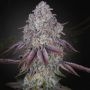 Persian Pie Feminized Marijuana Strain by Greenhouse Seeds For Sale Online at Cannabis Seeds Outlet
