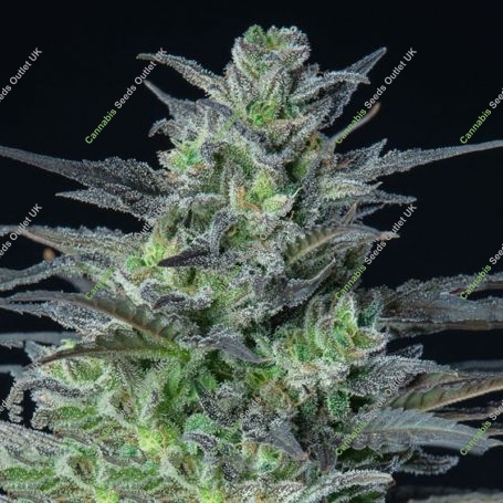 Sleepy Joe Auto Feminized Marijuana Strain by Anesia Seeds For Sale Online at Cannabis Seeds Outlet
