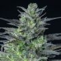 Sleepy Joe Auto Feminized Marijuana Strain by Anesia Seeds For Sale Online at Cannabis Seeds Outlet