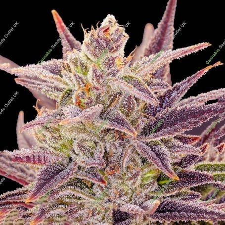 IMPERIUM X Auto Feminized Marijuana Strain by Anesia Seeds For Sale Online at Cannabis Seeds Outlet