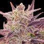 IMPERIUM X Auto Feminized Marijuana Strain by Anesia Seeds For Sale Online at Cannabis Seeds Outlet