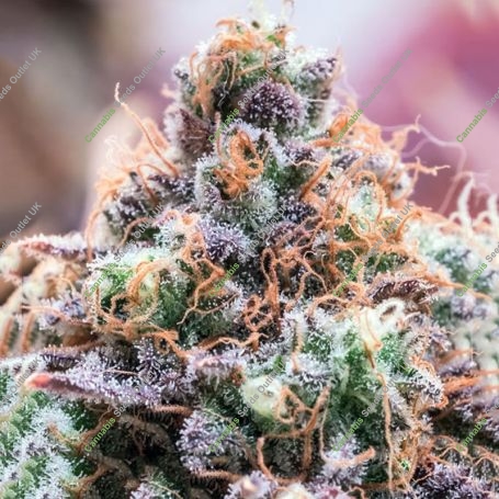 Future Island Feminized Marijuana Strain by Anesia Seeds For Sale Online at Cannabis Seeds Outlet